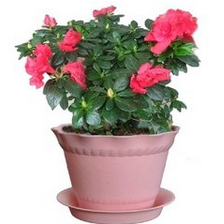 盆栽花卉排行榜